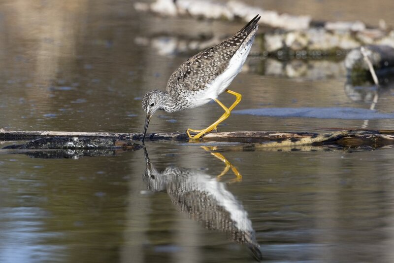 yellowlegs1243(1).jpg