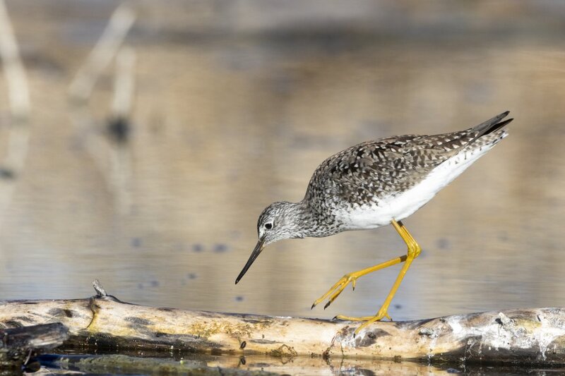 yellowlegs1246.jpg