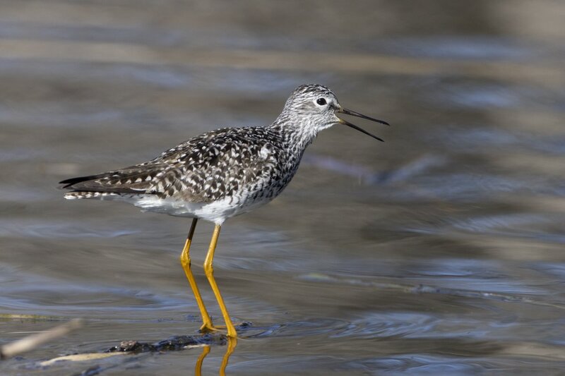 yellowlegs1345.jpg