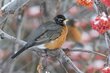 americanrobin0863(1).jpg
