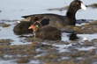 coot-3485.jpg