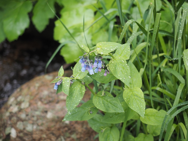 RMNP Wildflower.jpg