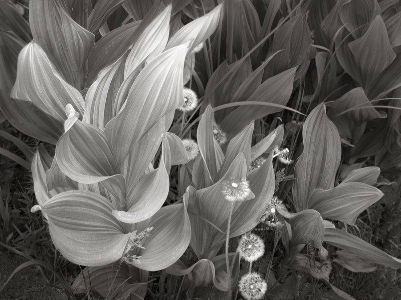 3 Corn Lilies Plumtaw Meadow.jpg