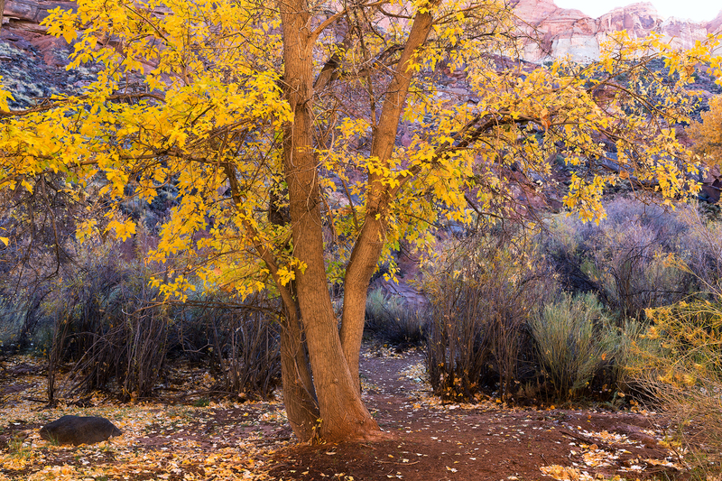 Aceraceae Fremontii Fremont River-Recovered.jpg