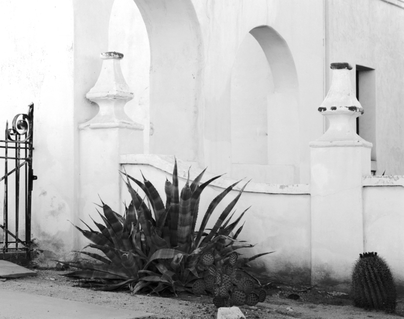 Agave Plant La Mision San Xavier del Bac D.jpg