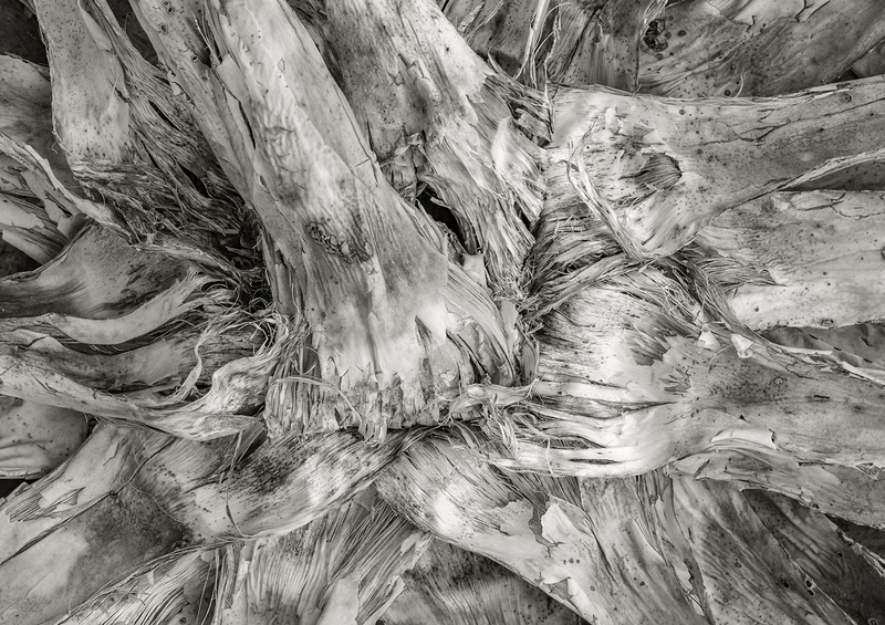 Agave Stump Smith Spring Texas.jpg