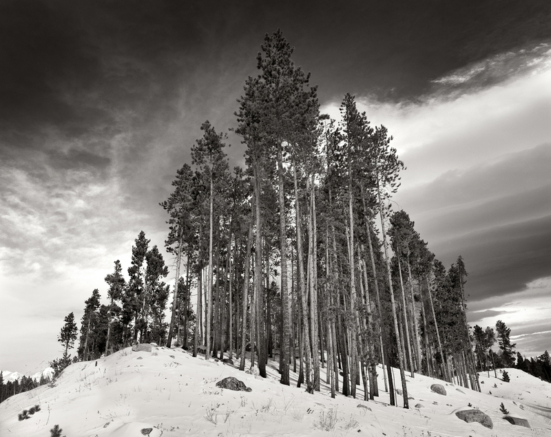 Ascending Pine Trees Snowy Hill.jpg :: Snow always makes the landscape more interesting for me.