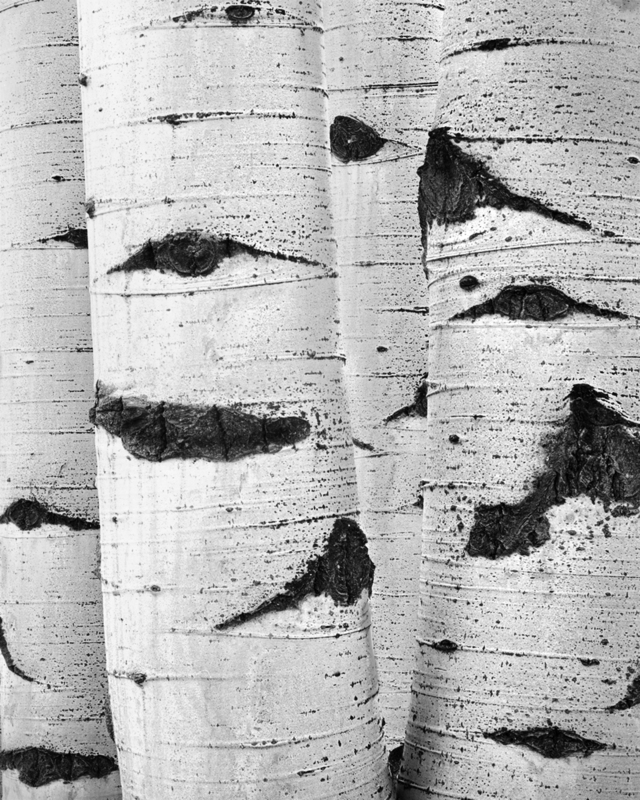 Aspen Trunks Northern Colorado.jpg