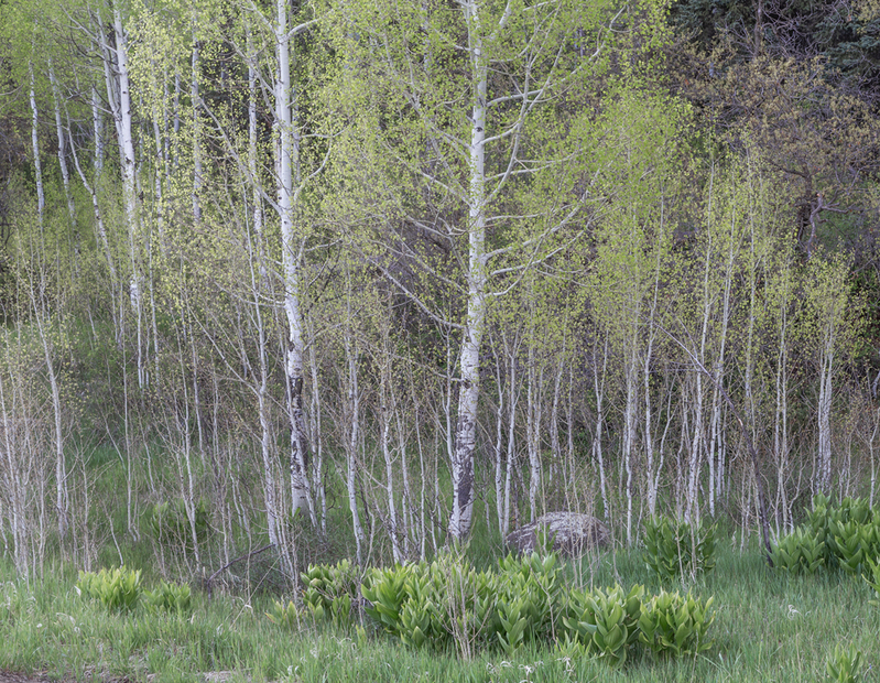 Aspens  Early Spring.jpg :: So many times people want to see the brilliant gold of these trees in the late fall as the leaves turn from deep green to their characteristics of deep gold and shades of orange and even red. This phase is less commonly known, but more beautiful in my view.  These aspens were on the edge of a bog that was filled with countless corn lily plants.