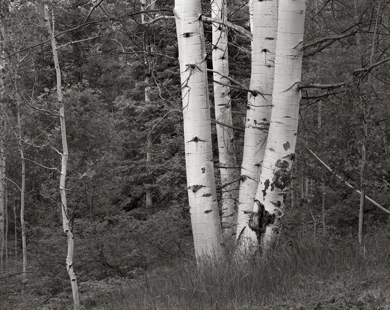 Aspens Plumtaw Meadow Colorado.jpg