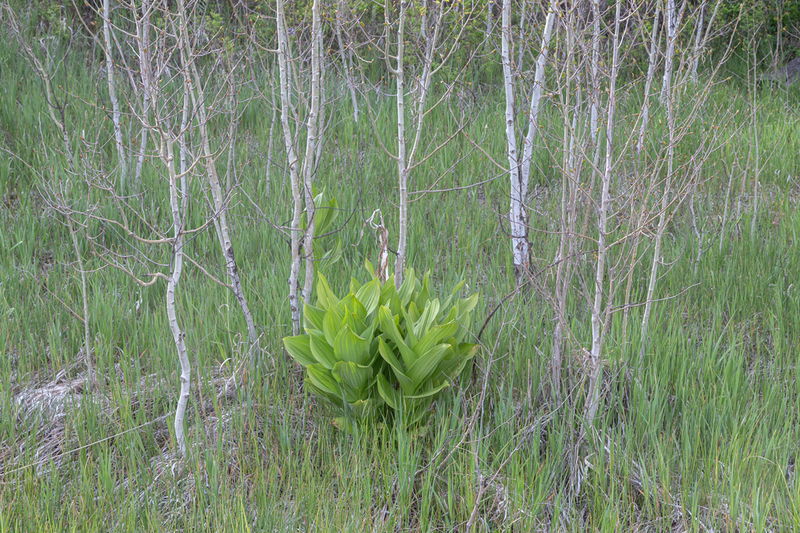 Aspens and Corn Lily Spring.jpg :: Early Spring is so beautiful in the mountains. Many shades of soft and delicate greens, and the Aspens had just begun leafing out, plus Corn Lilys.
