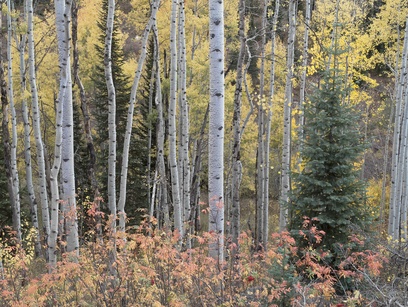 Aspens and Sumac Fall.jpg
