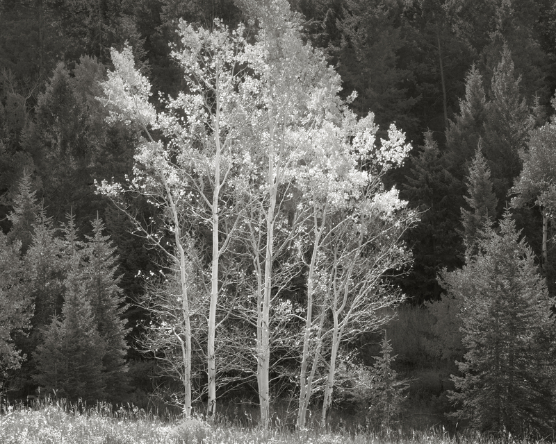 Backlit Aspens BHNF.jpg