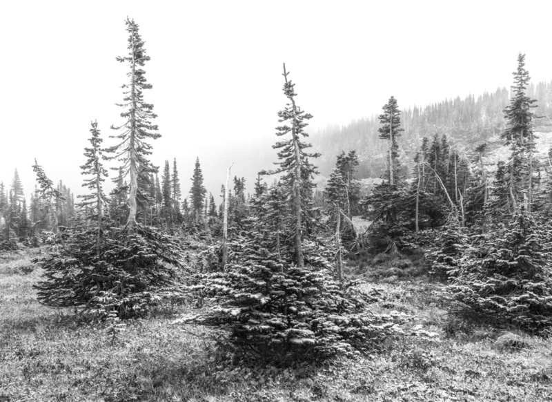 Blizzard Trees Logan Pass Montana D.jpg