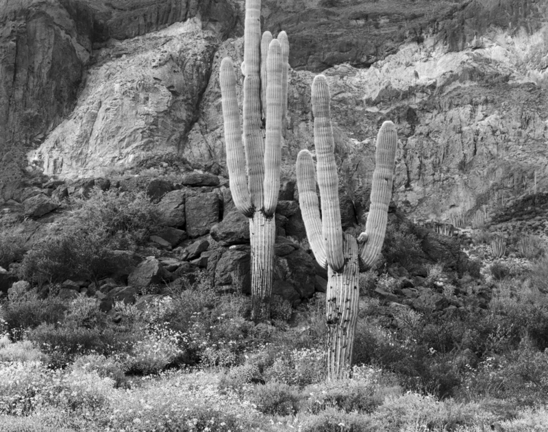 Brittlebush and Saguaros Ajo Mountains Arizona.jpg