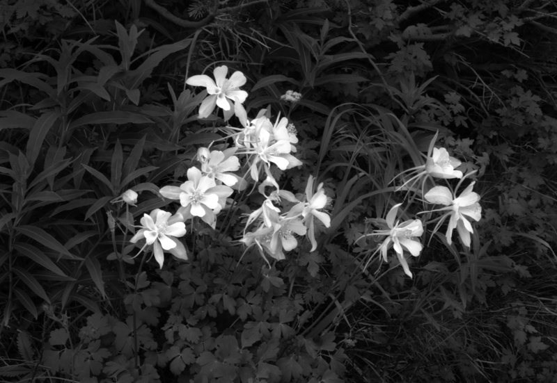 Columbines Perfect Valley Colorado.jpg