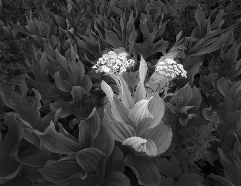 Corn Lilies and Lace Gothic Valley Colorado.jpg