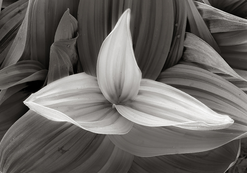 Corn Lily Detail Colorado (Ink Jet).jpg