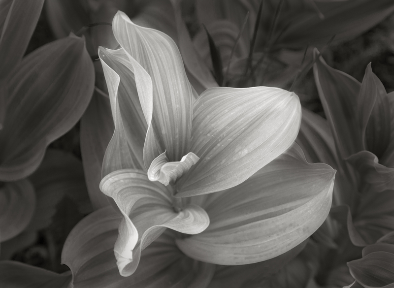 Corn Lily Plumtaw Meadow Colorado (Ink Jet).jpg