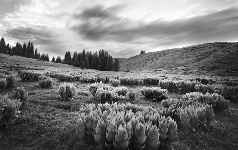 Corn Lily Sentries Chama Pass New Mexico D.jpg