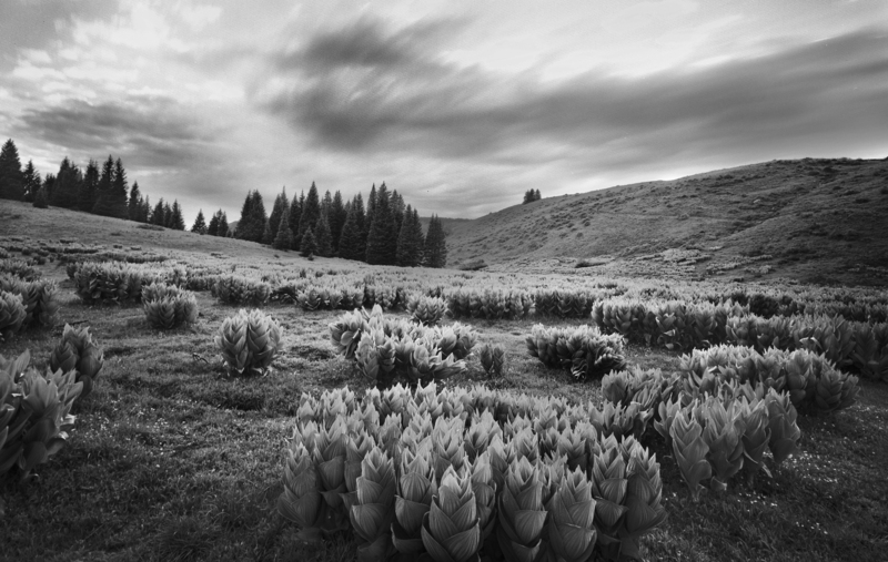 Corn Lily Sentries Chama Pass New Mexico.jpg