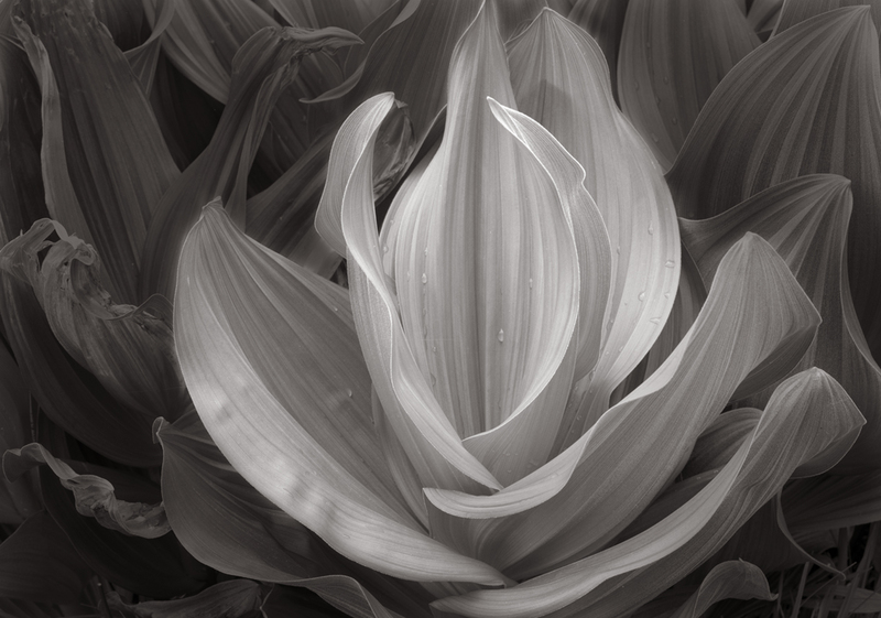 Corn Lily West Fork.jpg :: These graceful plants grace the high mountain meadows of the Rocky Mountain.