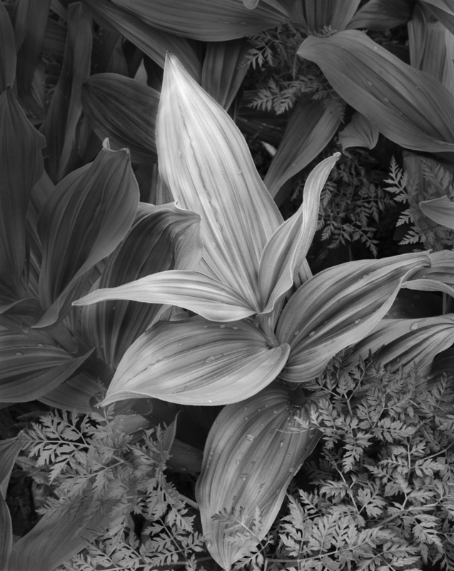 Corn Lily Yankee Boy Basin.jpg