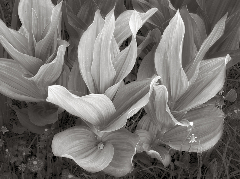 Corn Lilys Colorado.jpg