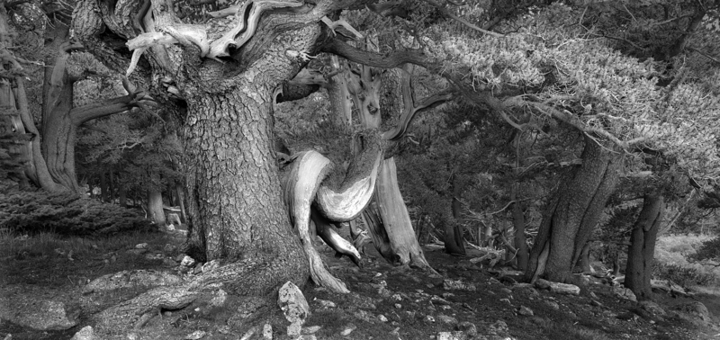 Dance of the Ancient Pines Goliath Grove Colorado D.jpg
