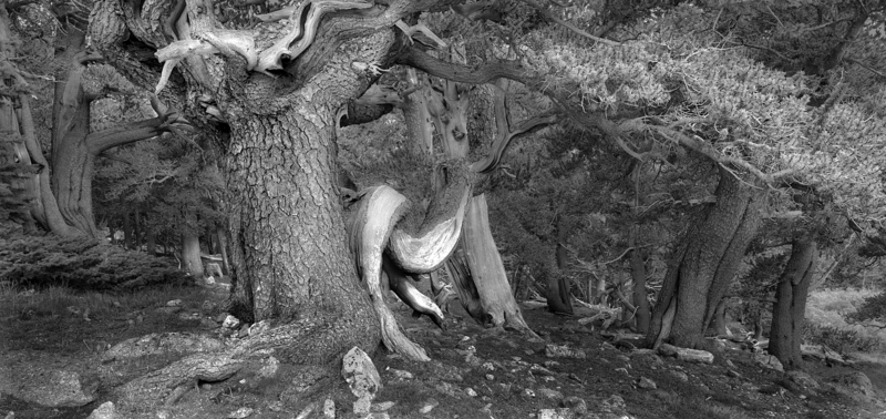 Dance of the Ancient Pines Goliath Grove Colorado.jpg