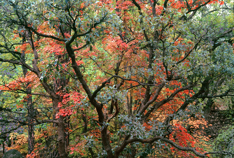 Fall McKittrick Canyon.jpg