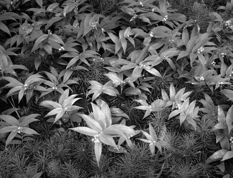 False King Solomons Seal Horsetail Plants Flathead National Forest D.jpg