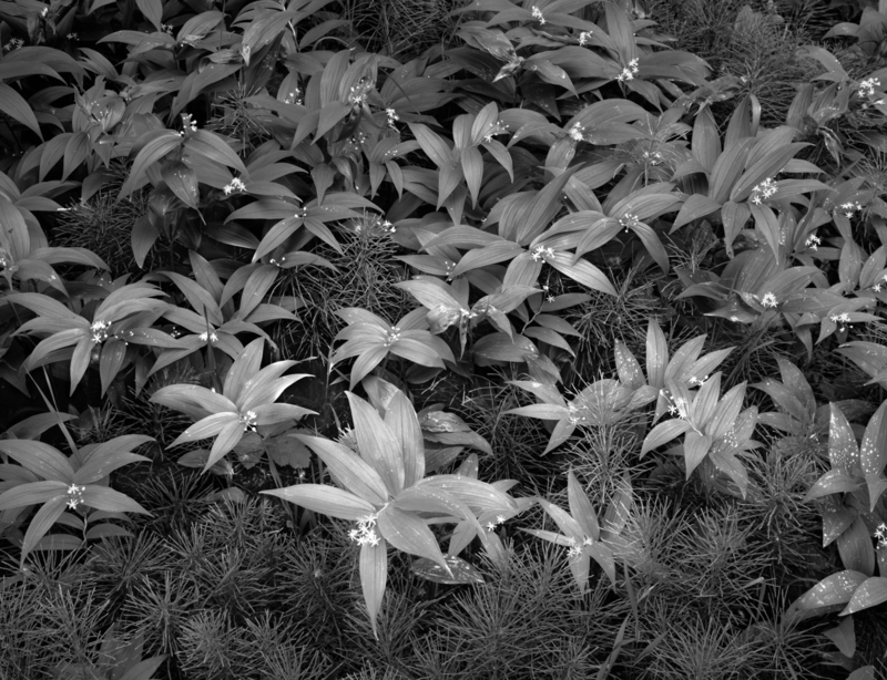False King Solomons Seal Horsetail Plants Flathead National Forest.jpg