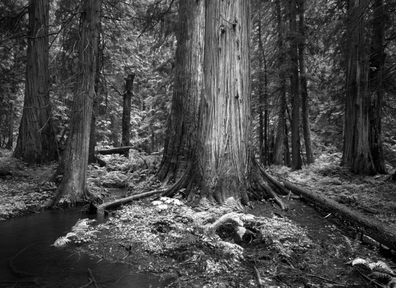 Ferns and Cedars Ross Creek Montana D.jpg