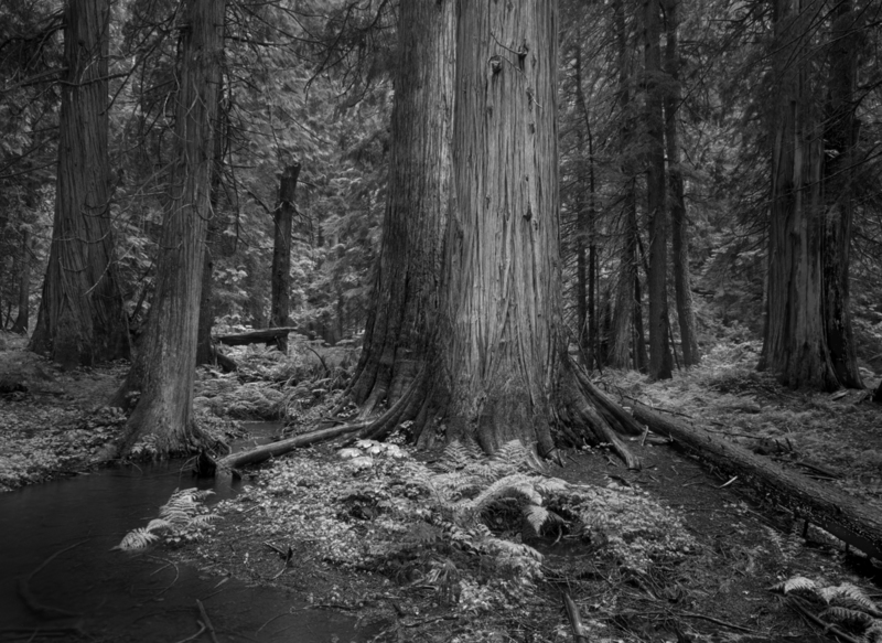 Ferns and Cedars Ross Creek Montana.jpg