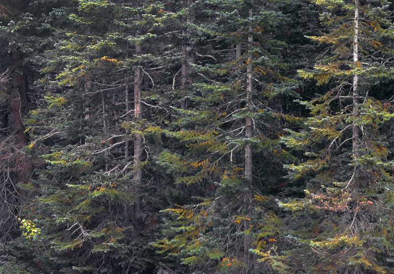 Forest along Fall River.jpg