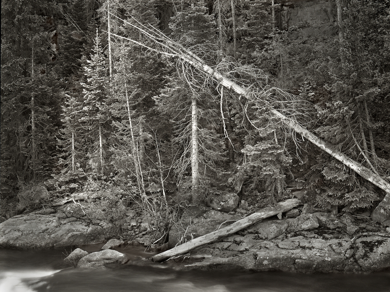 Forest and South Fork of the Rio Grande River(1).jpg