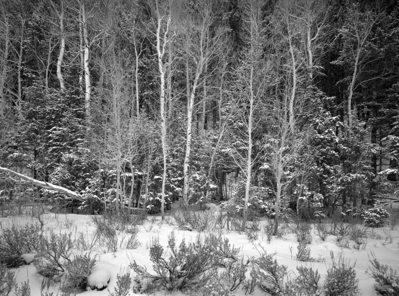 Forest in Lace - Grand Teton National Park.jpg