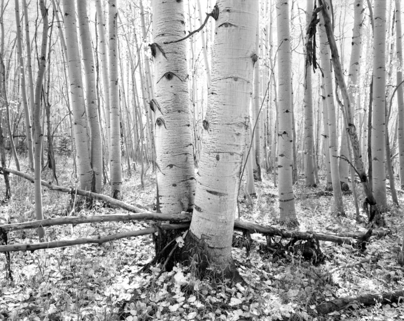 Forest of Light Routt National Forest.jpg