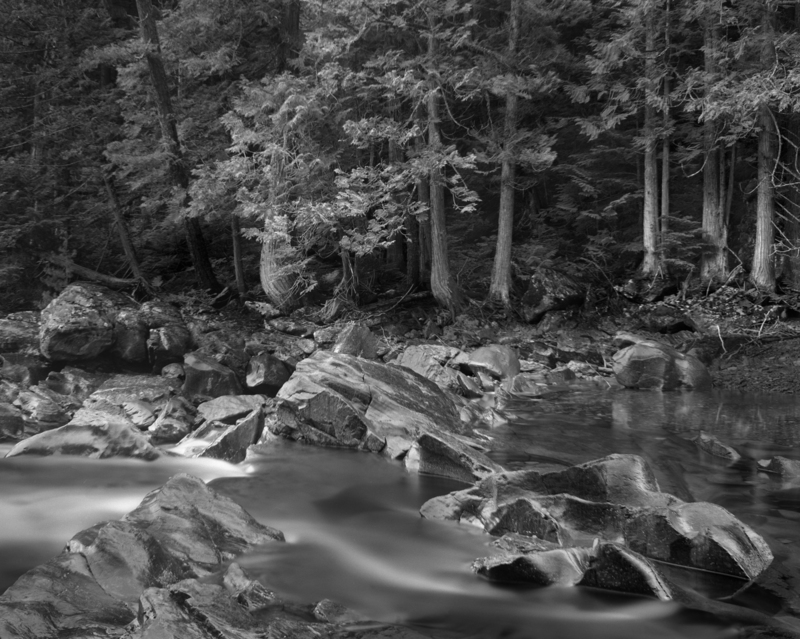 Forest over McDonald Creek Montana.jpg
