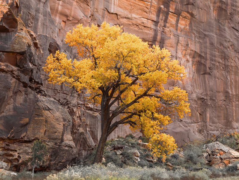 Fremontii Populos Capitol Reef National Park.jpg