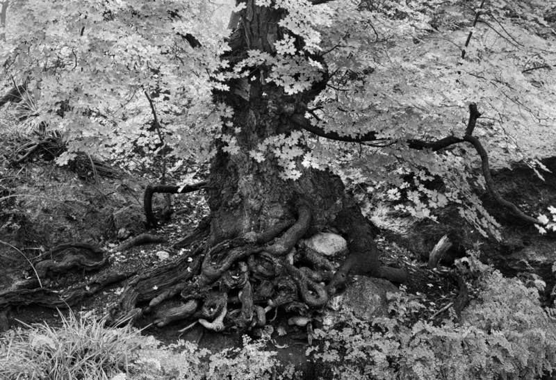 Gnarled Tree Roots Smith Spring Texas.jpg