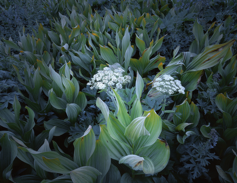 Green Veratrum and White Lace.jpg :: These are very elegant, beautiful and graceful plants.  I see them often in mountain areas where there is a bog or swampy area.  This group of false veratrum was quite large, and the task was to find a way to bring order out of chaos, which is my job as an artist.