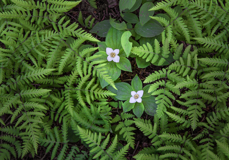 Gymnocarpium dryopteris Flathead National Forest.jpg