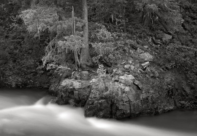 Hanging Forest East Fork of the San Juan River Colorado.jpg :: This forest appeared to almost be floating above the river in this spot.