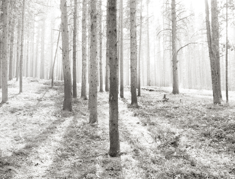 Heavenly Forest Bighorn National Forest Wyoming (Ink Jet).jpg