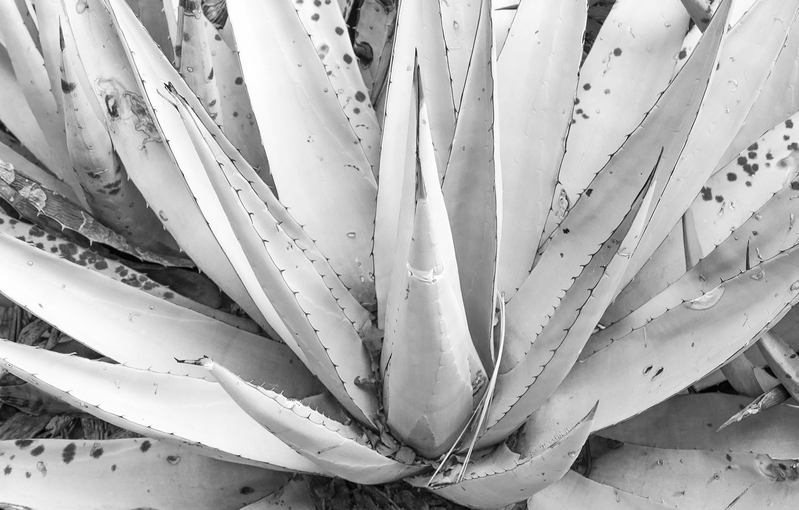 Huge Agave McKittrick Canyon Texas.jpg