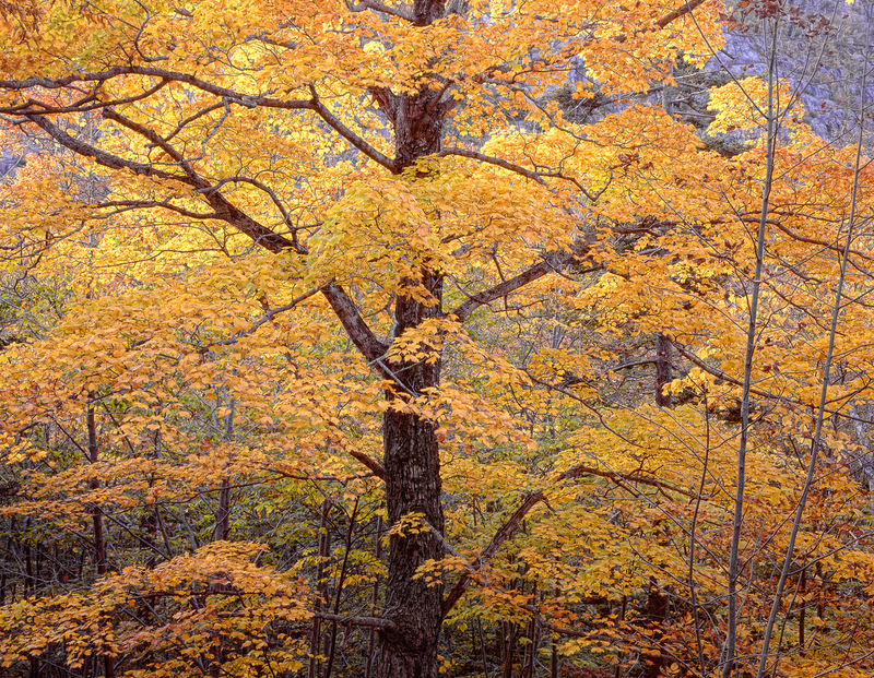Huge Golden Maple.jpg