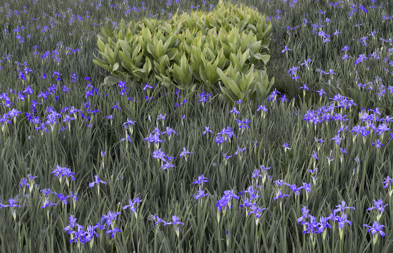 Irises and Corn Lilies Plumtaw Meadow Colorado (Ink Jet).jpg