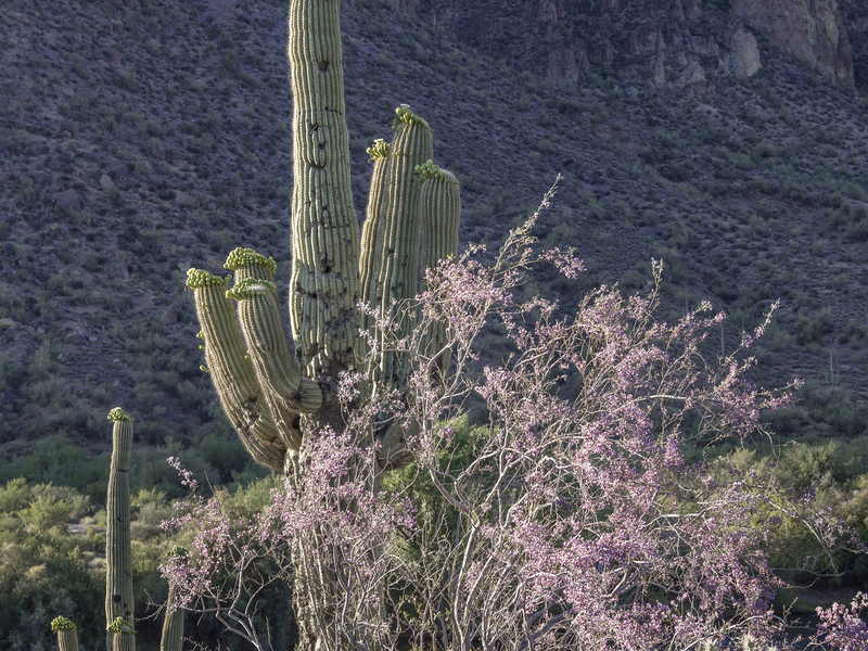 Ironwood in Bloom and Saguaro Superstition Mountains(1).jpg